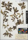 Foto von Salix fragilis L. x Salix pentandra L.